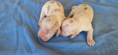 Les chiots de Cocker Spaniel Anglais