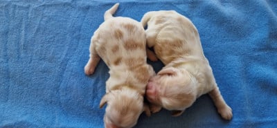 Les chiots de Cocker Spaniel Anglais