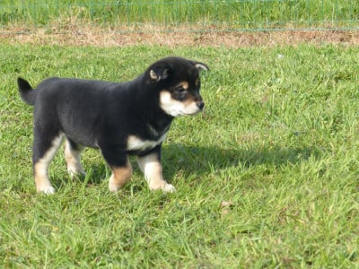 Les chiots de Shiba