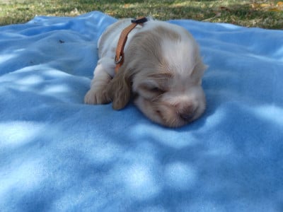 Prénom libre - Cocker Spaniel Anglais