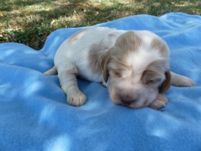 Prénom libre - Cocker Spaniel Anglais