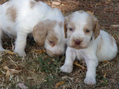 Les chiots de Cocker Spaniel Anglais