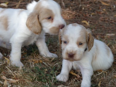 Les chiots de Cocker Spaniel Anglais