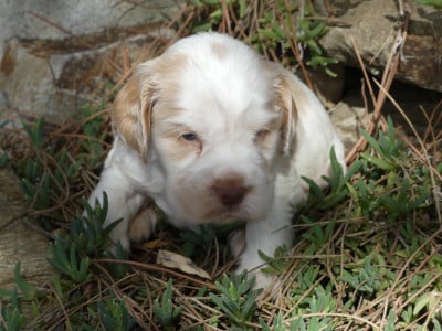 Les chiots de Cocker Spaniel Anglais