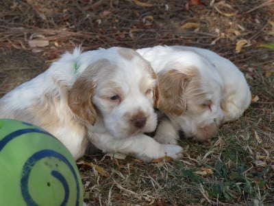 Les chiots de Cocker Spaniel Anglais