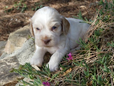 Les chiots de Cocker Spaniel Anglais