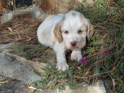 Les chiots de Cocker Spaniel Anglais