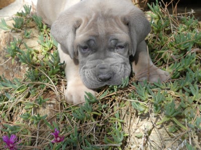 Chiot N°2 - Cane Corso