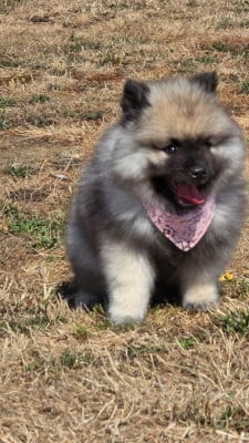 Les chiots de Spitz allemand