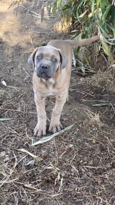 Les chiots de Cane Corso
