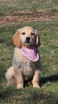 Les chiots de Golden Retriever