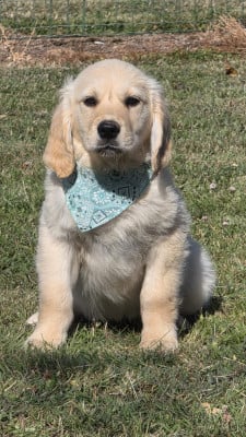 Les chiots de Golden Retriever