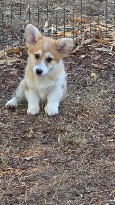 Welsh Corgi Pembroke