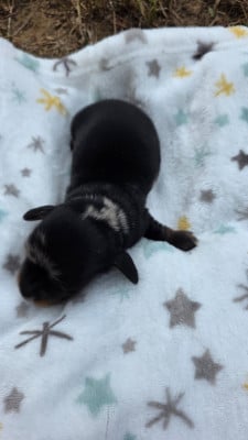 Les chiots de Teckel poil long
