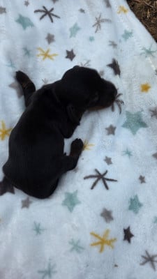 Les chiots de Teckel poil long
