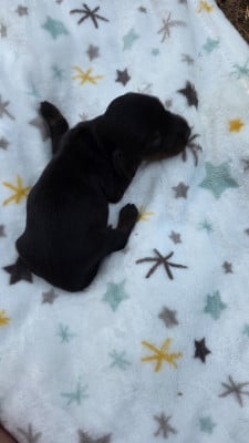Les chiots de Teckel poil long
