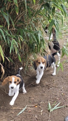 Les chiots de Beagle