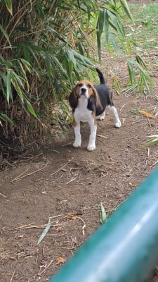 Les chiots de Beagle