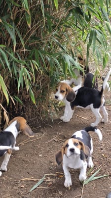 Les chiots de Beagle