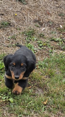 Les chiots de Teckel poil long