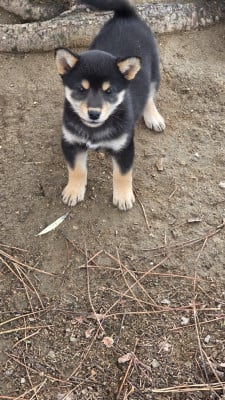 Les chiots de Shiba