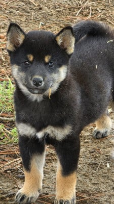 Les chiots de Shiba