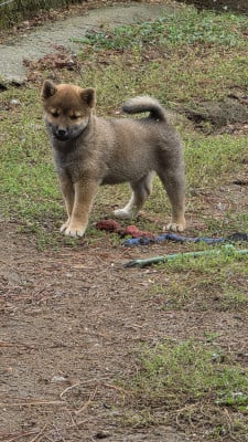 Les chiots de Shiba