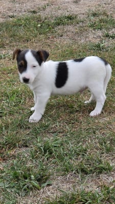 Les chiots de Jack Russell Terrier