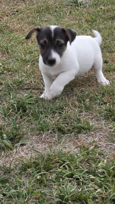 Les chiots de Jack Russell Terrier