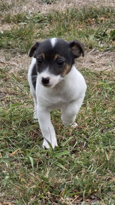 Les chiots de Jack Russell Terrier