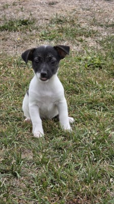 Les chiots de Jack Russell Terrier