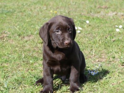 Labrador Retriever