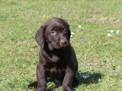 Prénom libre - Labrador Retriever