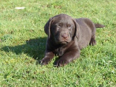 Prénom libre - Labrador Retriever