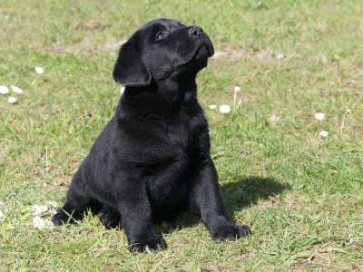Prénom libre - Labrador Retriever