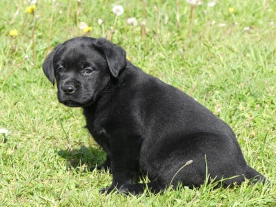 Prénom libre - Labrador Retriever
