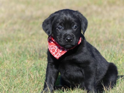Prénom libre - Labrador Retriever