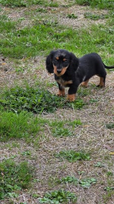 Les chiots de Teckel poil long