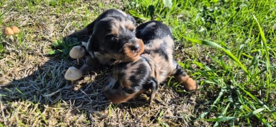 Chiot N°3 - Teckel poil long