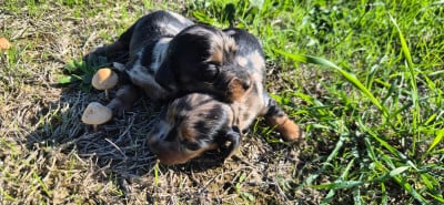 Chiot N°4 - Teckel poil long