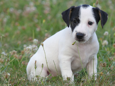 Jack Russell Terrier - des Terres des Forges