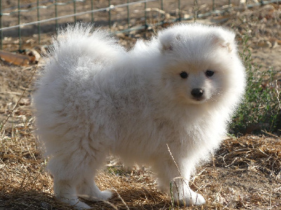 Les chiots de Spitz japonais