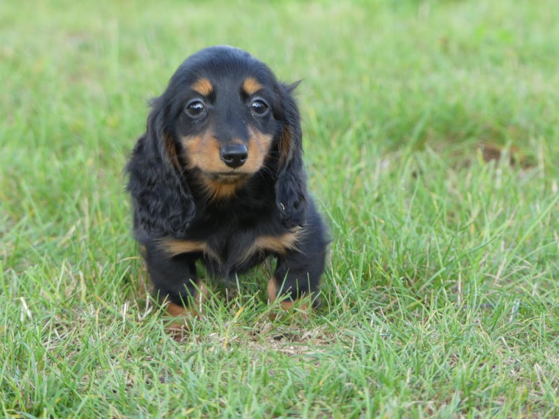 Teckel poil long - des Terres des Forges