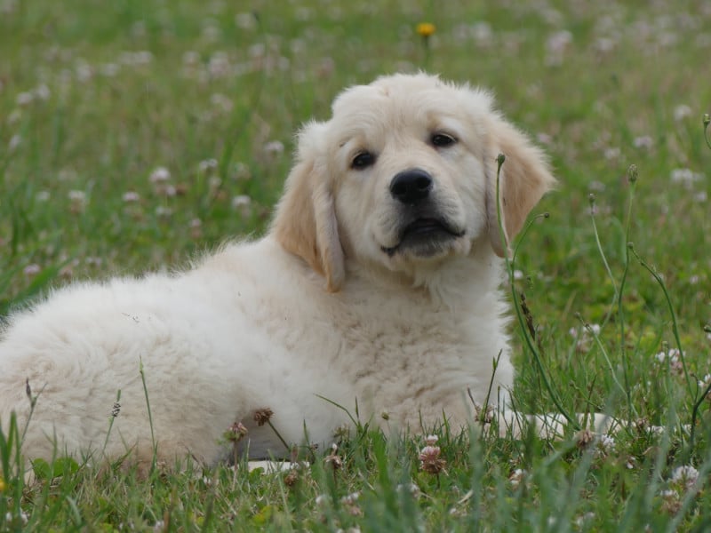 Golden Retriever - des Terres des Forges