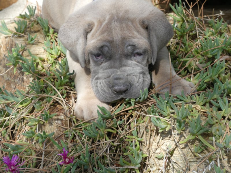 Cane Corso - des Terres des Forges