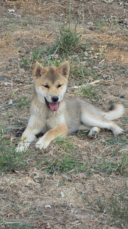 Shiba - des Terres des Forges