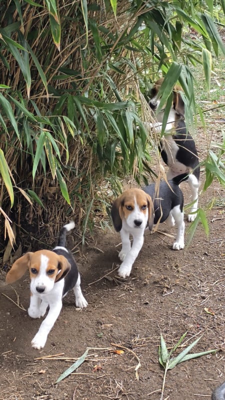 Beagle - des Terres des Forges