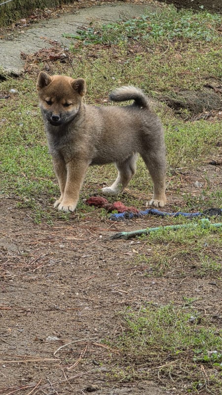 Shiba - des Terres des Forges