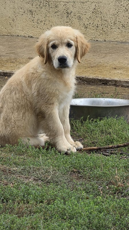 Golden Retriever - des Terres des Forges