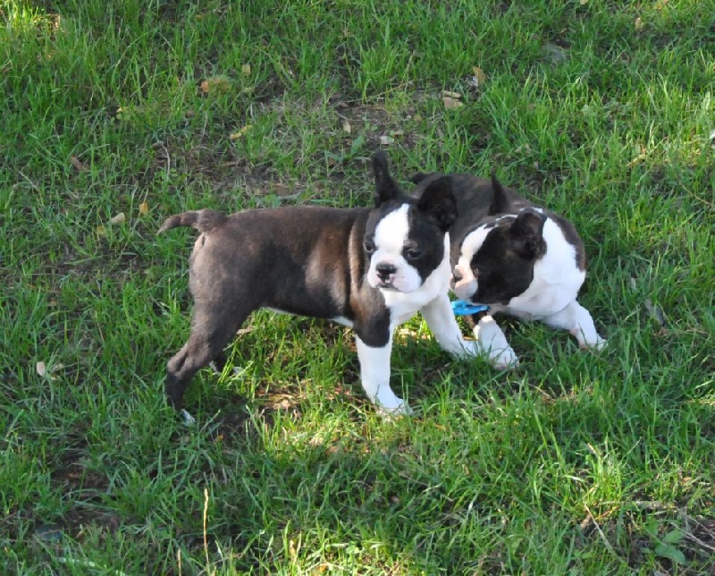 Publication : De La Grange Enchantée Auteur : Coralie LOUIT